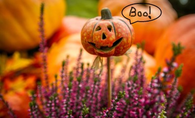 pumpkin_boo